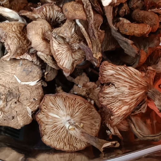 勃利县去根榛蘑，有烘干，晒干，有丁，片，一手货源，地头价批发。