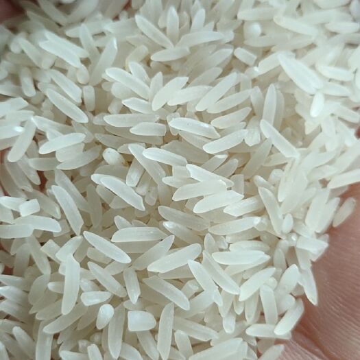 丝苗米  大量供应象牙米，砂锅饭煲仔饭专用米。
