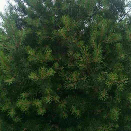 稷山县 优质精品白皮松