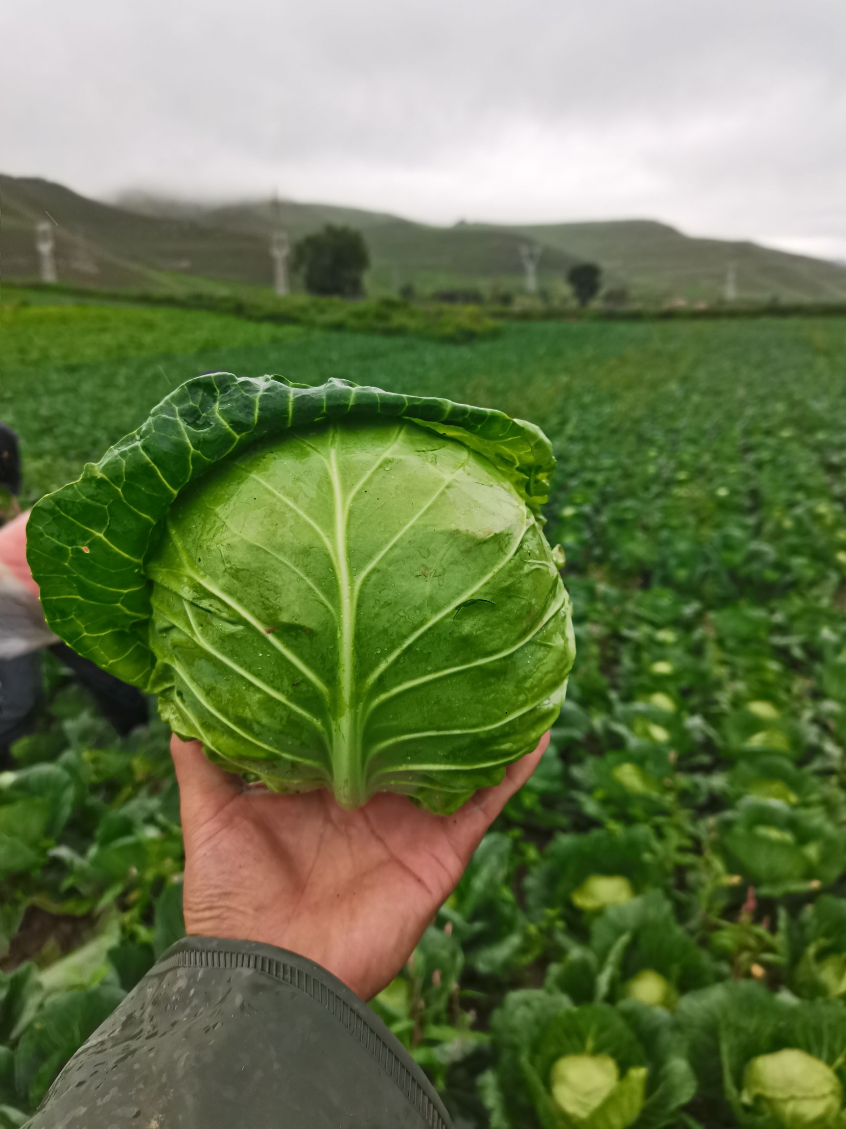绿甘蓝 蔚县旱地菜质优，量大，产地直销。
