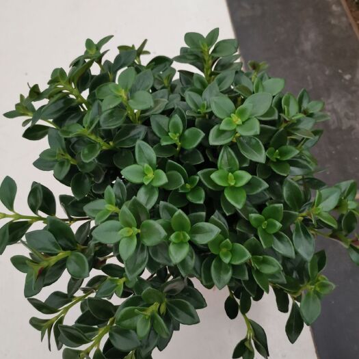 郑州 金鱼吊兰盆栽金鱼花绿植四季开花金鱼草带苞发货亲嘴花多肉植物