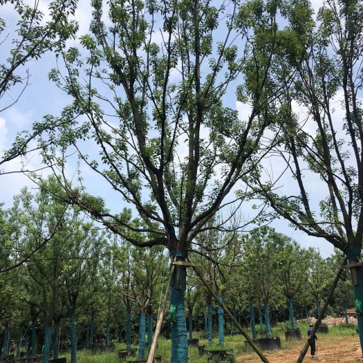 沙洋县湖北15-40公分香樟容器苗