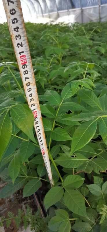 兴安县吴茱萸苗杯苗