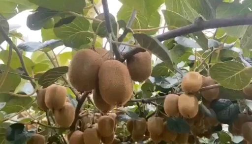 眉县徐香猕猴桃