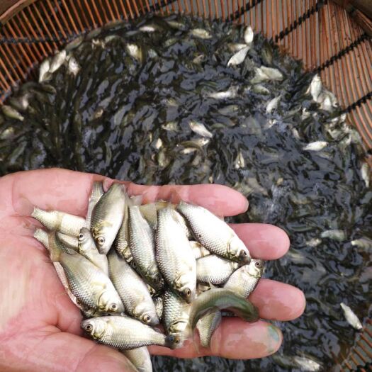 重庆市《鲫鱼苗》湘云鯽 中科鯽鱼苗专业养殖一手货源 提供养殖技术包