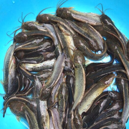 新兴县 出售杂交黑鱼苗，三黄塘虱苗，南方大口鲶苗