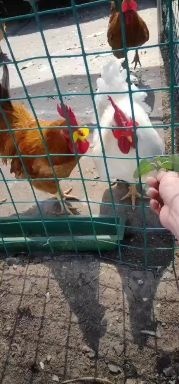 衡阳红玉380鸡苗五黑蛋鸡苗青脚土鸡苗三黄鸡苗品种齐全包运输