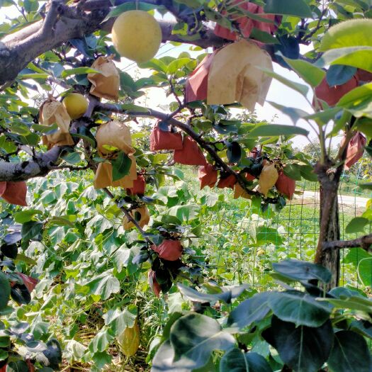 社旗县 自家种植有机黄金梨，天然无公害绿色食品，欢迎品尝。