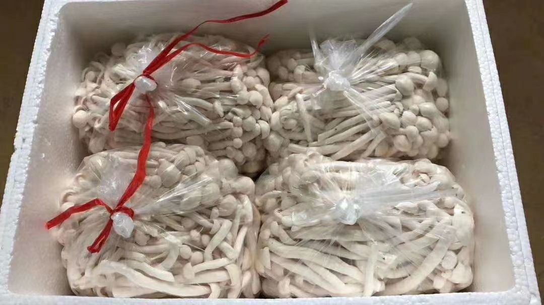 贞丰县海鲜菇 人工种植 鲜货