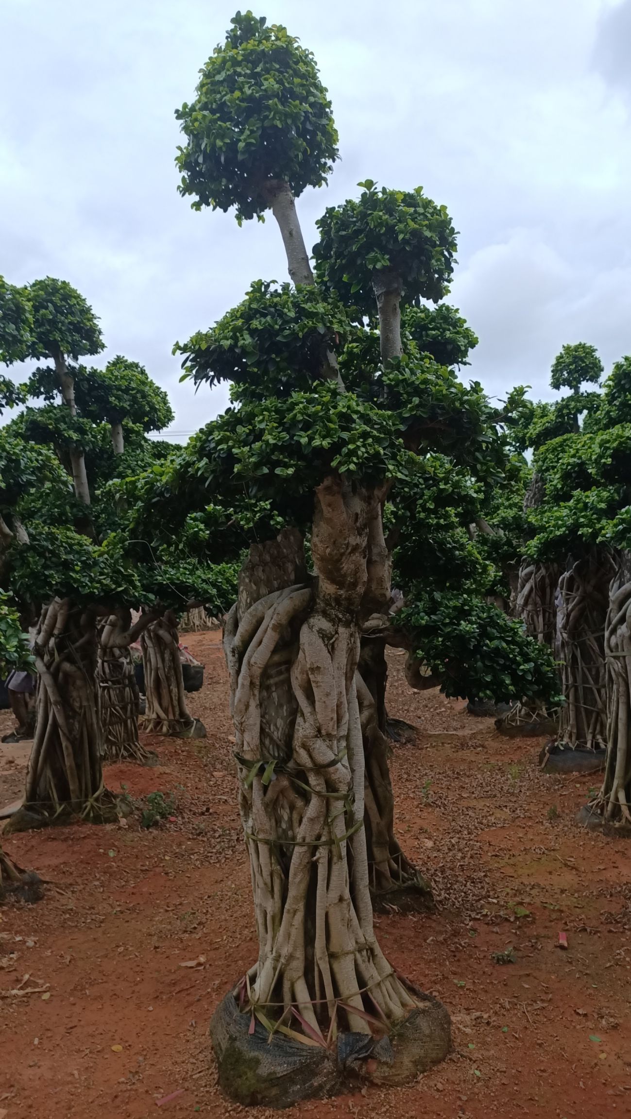 附石头根造型榕树盆景，抱石头根榕树盆景，造型金钱榕树盆景
