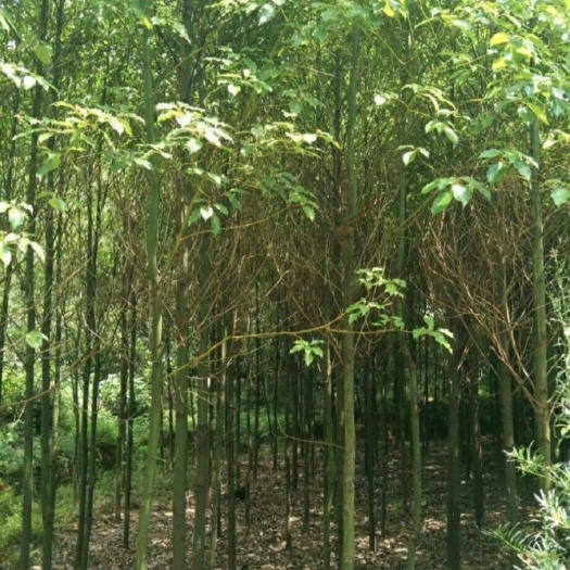 安顺香樟苗8公分
