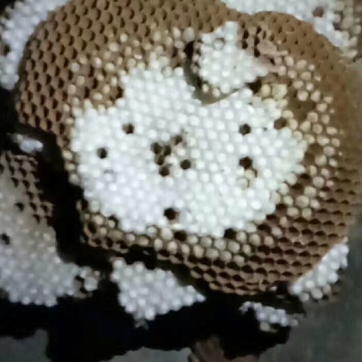 青阳县马蜂蛹 老板们老乡们我有土生马峰需要的请联系