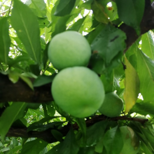 茂县蜂糖李 青翠红翠李