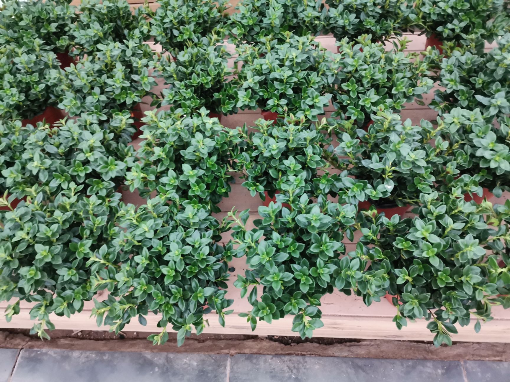  金鱼吊兰盆栽金鱼花绿植四季开花金鱼草带苞发货亲嘴花多肉植物