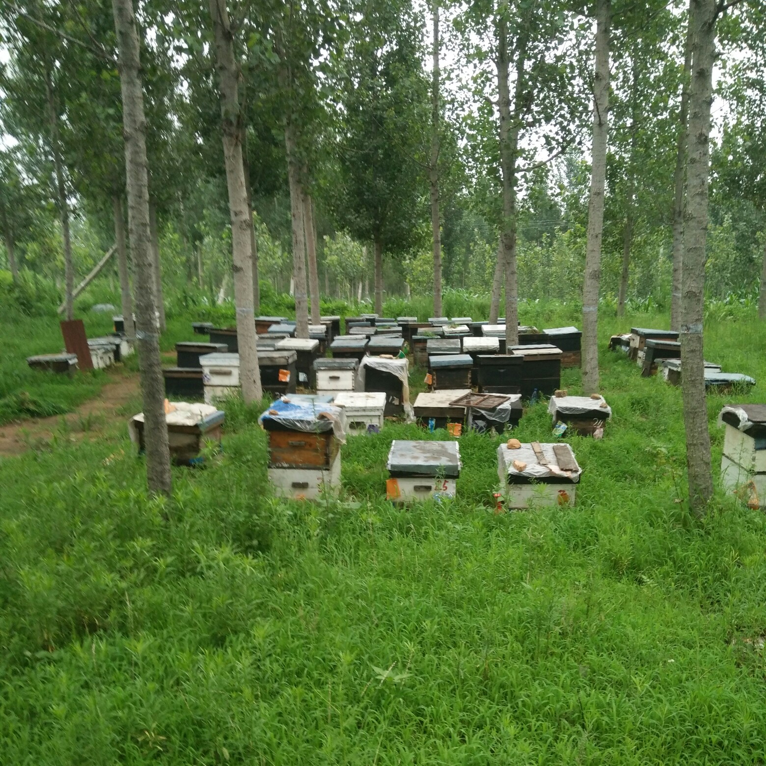 蜂巢蜜自己家的養蜂場自產自銷的蜂產品