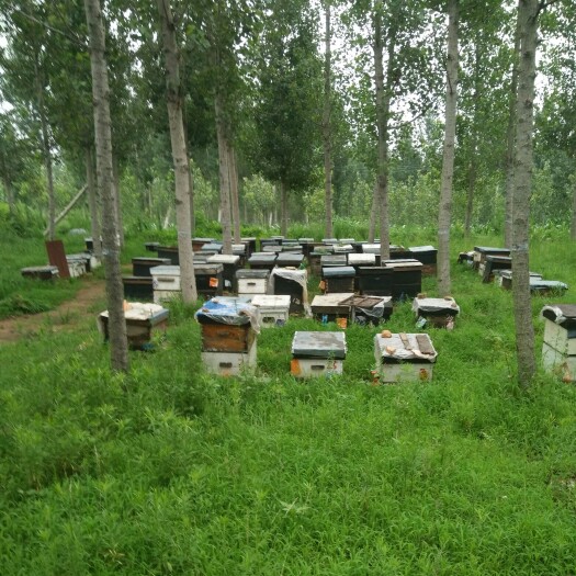 平邑县蜂巢蜜 自己家的养蜂场，自产自销的蜂产品