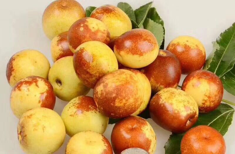 冬枣  大荔有机质己经熟了