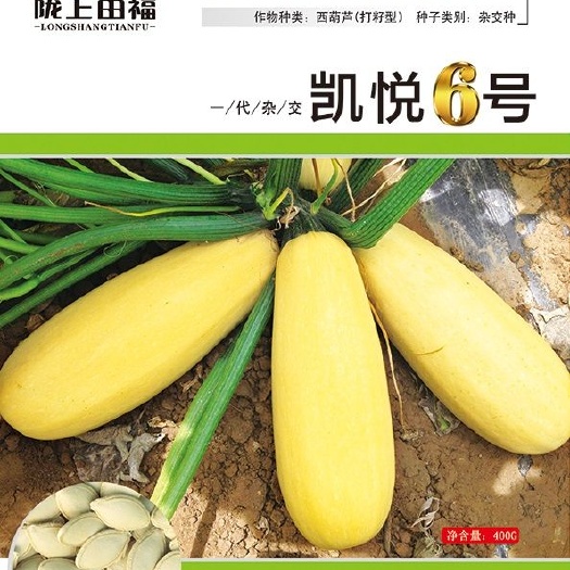 酒泉香蕉西葫芦种子 凯悦6号
