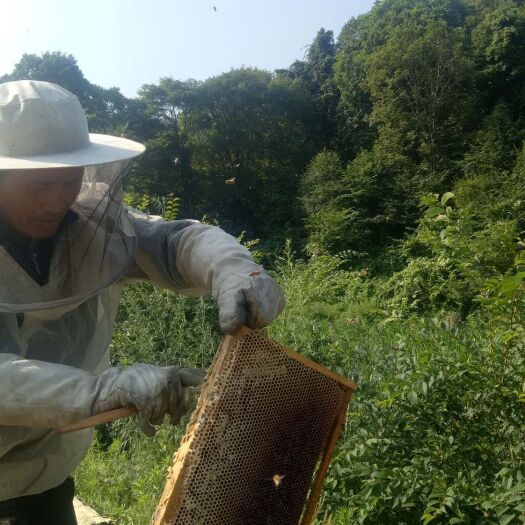 舒兰市 吉林土蜂蜜出售