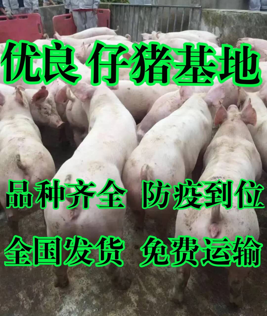 莒南县三元猪  三元仔猪 长白 杜洛克 品种齐全大量供应 全国发货