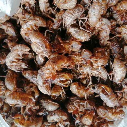 南江县 蝉蜕，新货，泥少，无杂质