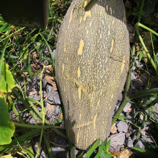 兴仁市香芋南瓜 6~10斤