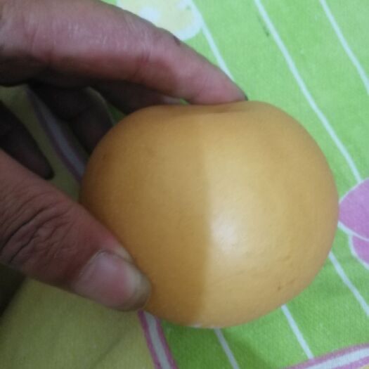 砀山县 秋月梨生产基地