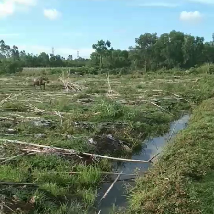 山地 儋州市中和镇有200亩黑泥土地出租，水电路已通，土壤肥沃，