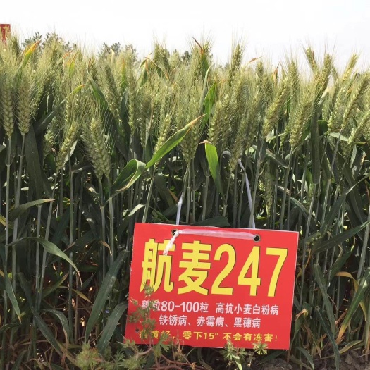 冠县小麦种子 常规种 ≥99% ≥99% ≥99% ≤10%