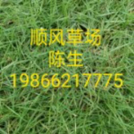 梅州马尼拉草皮 本场常年供应各类草皮，地址梅州市梅县区