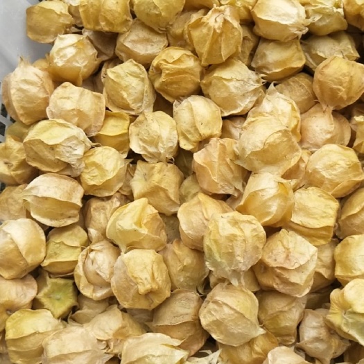 黄菇娘 黑龙江省海伦市的大菇娘大量上市了