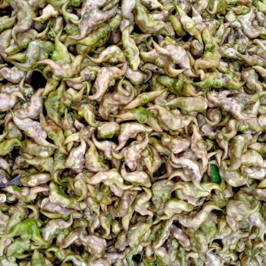 仙桃市 老菱角 嫩菱角 通货