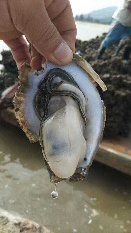台山市台山生蚝一斤2-3个海鲜烧烤食材
