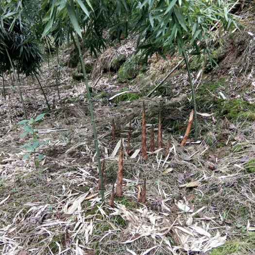 筠连县 深山方竹笋，无公害绿色食品