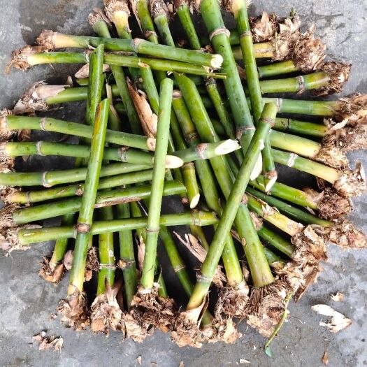 英德市麻竹苗 麻竹笋苗 麻竹头苗 甜竹苗产地直销价格实惠质量保证