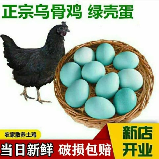 抚州绿壳鸡蛋  五黑乌骨鸡绿壳鲜鸡蛋