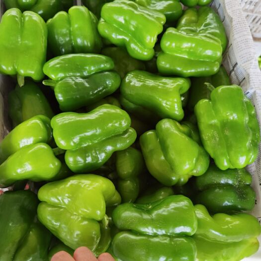 滦南县辣椒 各种蔬菜以上市欢迎各地朋友来购