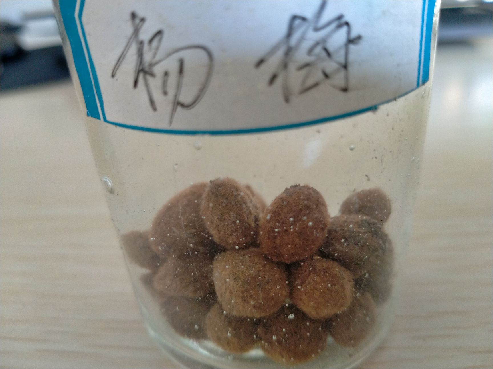 九江 江西大量供应杨梅种子