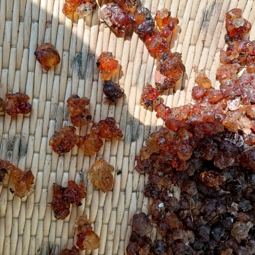 枣阳市 刚摘得新桃胶