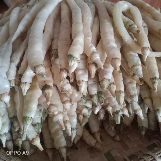 湘乡市 白辣椒