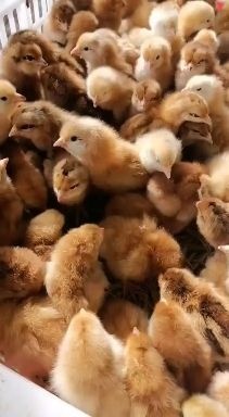 衡阳黄羽青脚土鸡苗