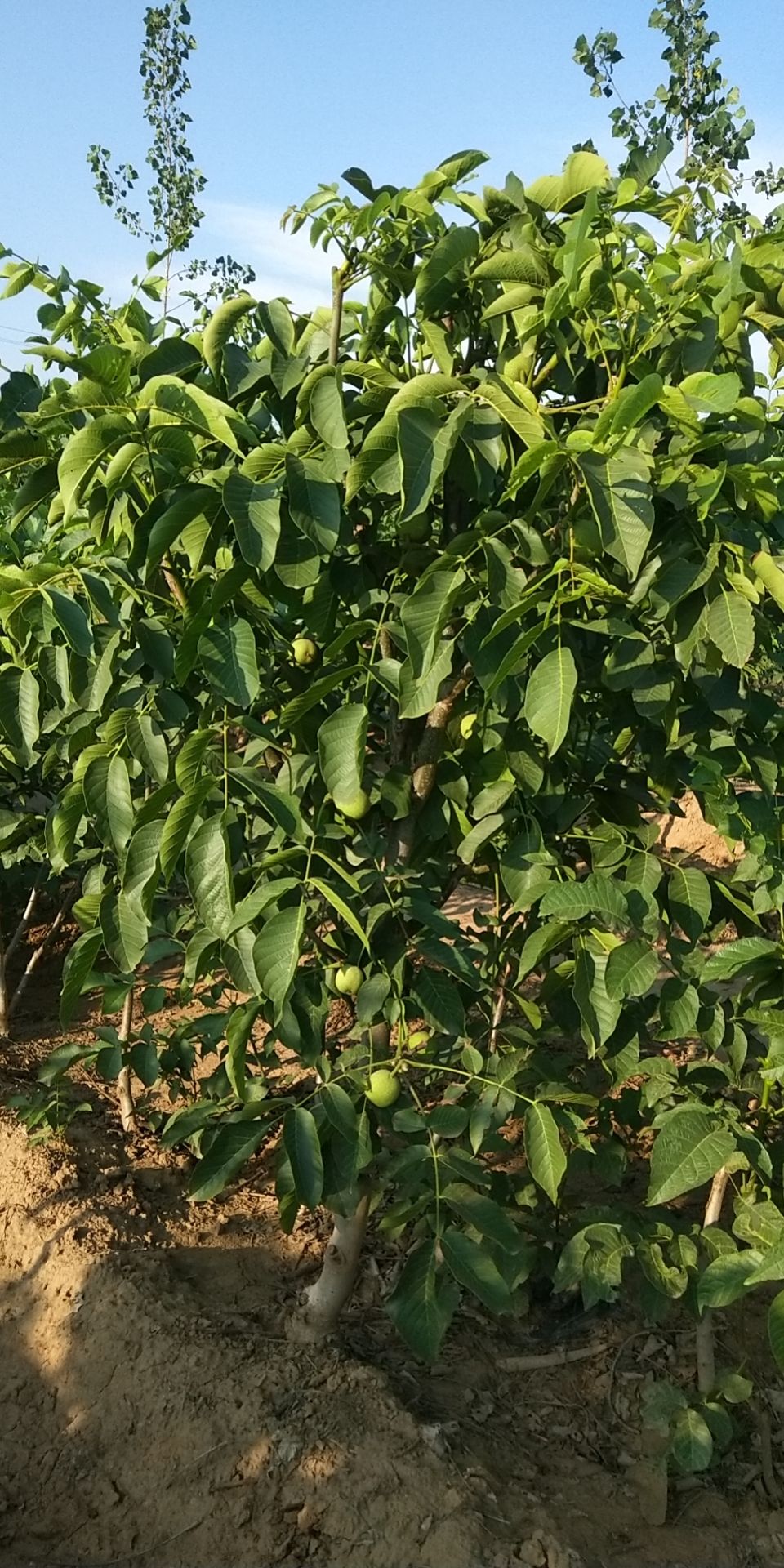 纸皮核桃苗  薄皮核桃