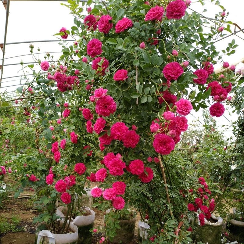 黄木香红木香白木香花苗浓香型木香花苗大小规格齐全