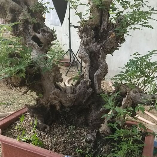 昌黎县真柏盆景  黄荆素材盆景