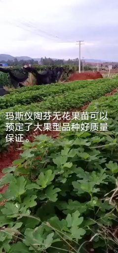 玛斯仪淘芬无花果苗  波姬红无花果苗带土发货