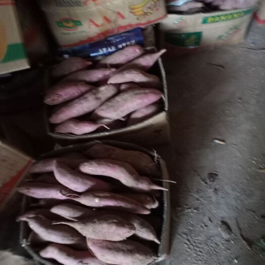 临漳县白心红薯 2两以上／2斤 红皮