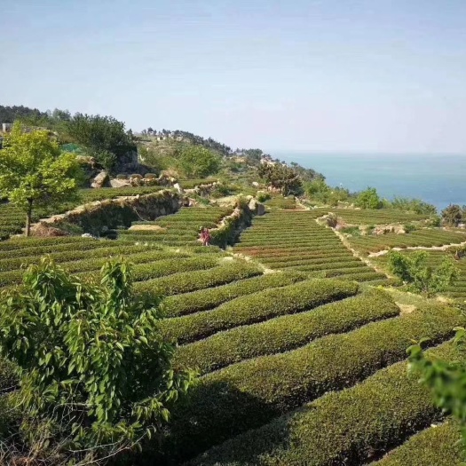 青岛 青岛崂山无公害崂山绿茶红茶