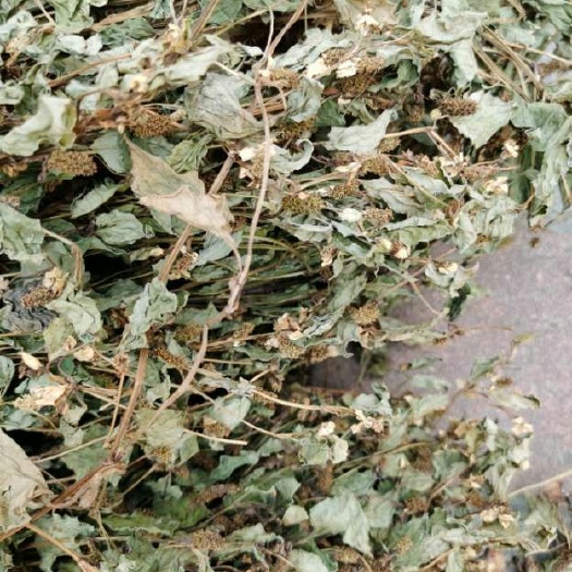 宁强县野生鱼腥草  精品绿色鱼腥草干货出售懂的老板来砸单