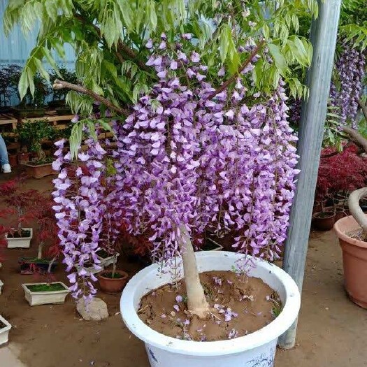 平邑县 中国紫藤花苗树，自产自销，量大从优！