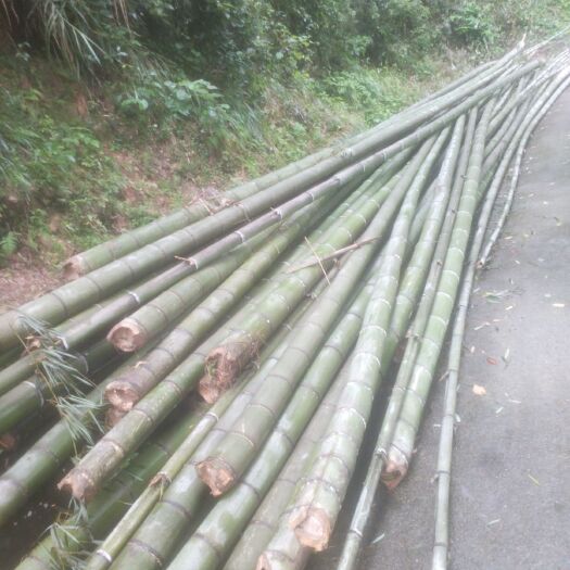 沅陵县楠竹